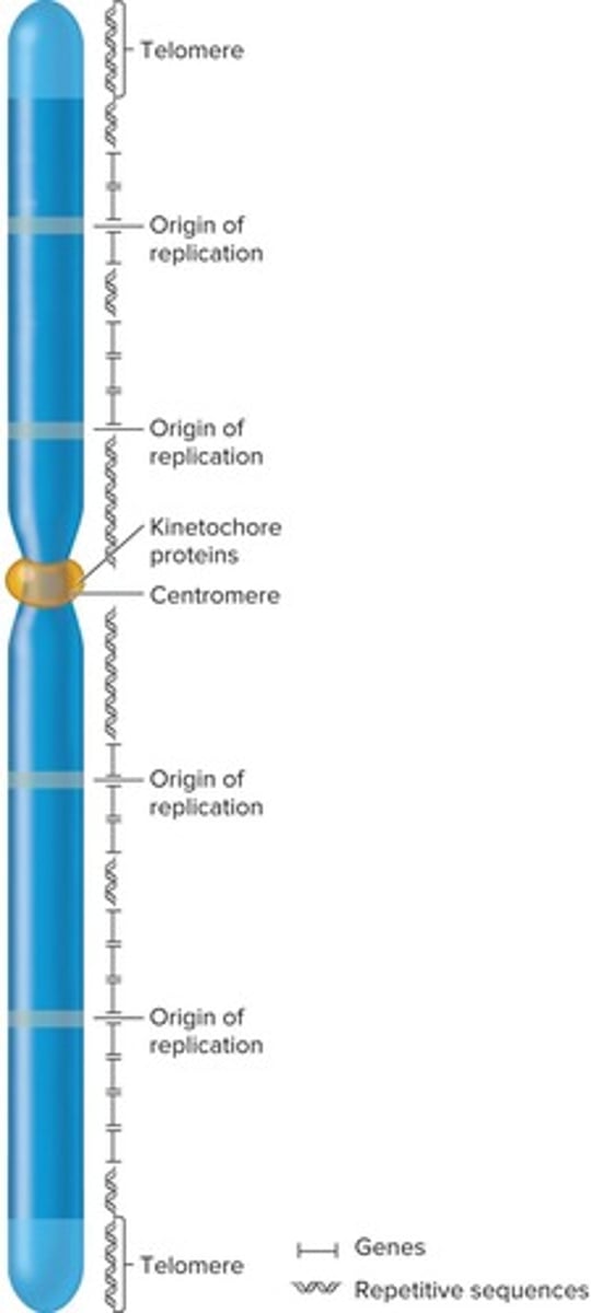 <p>Each chromosome contains a single, linear molecule of DNA, typically with tens to hundreds of millions of base pairs.</p>