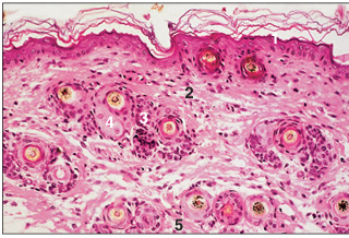 <p>name of histologic slide:</p><p>Specie:</p><p>Parts</p><p>1.__ 2.__ 3.__ 4.__ 5.__</p><p>Stain used:</p>