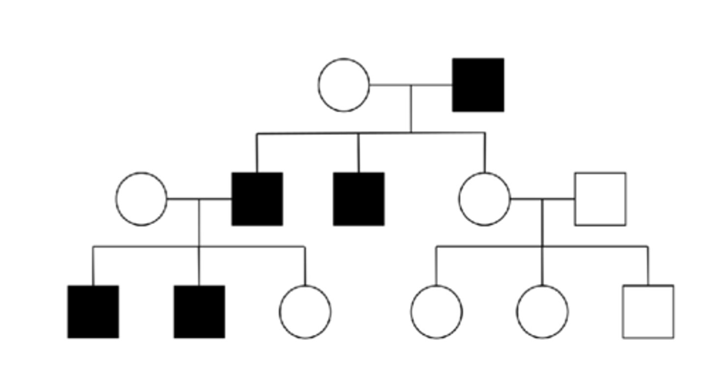 <p>Trait only observed in males (male to male transmission)</p><p>- All male descendants of affected male will have trait </p>