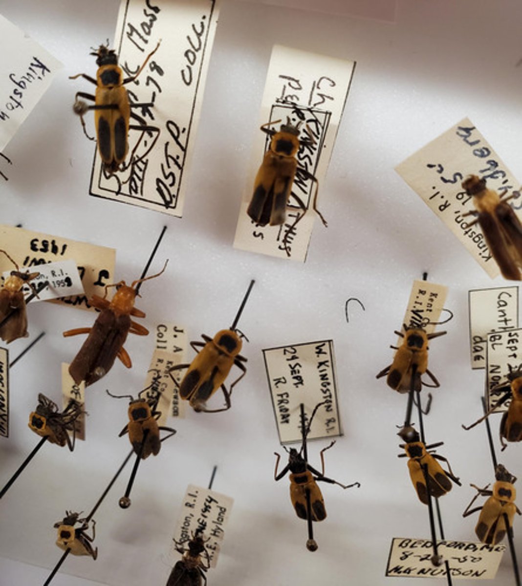 <p>yellow + black</p>