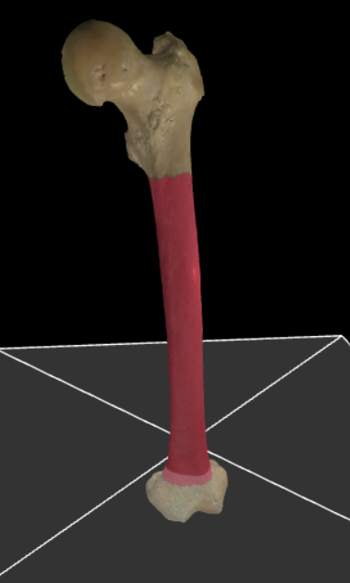 <p>De diafyse van de femur, enigszins gebogen met concaviteit naar achter toe.</p>