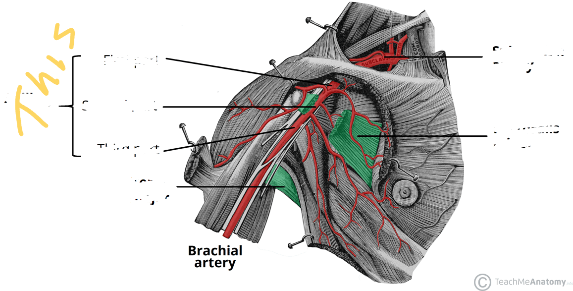 <p>Shoulder/Armpit Area</p>