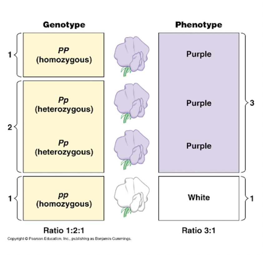 <p><span style="background-color: transparent; font-family: "Proxima Nova", sans-serif;"><span>an organism’s </span><strong><span>g</span></strong><span>enetic makeup</span></span></p>