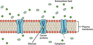 <p>-small ions move thru water filled protein channel</p><p>-type of passive transport, no energy, down gradient</p><p>-leak channel = always open (ex. sodium potassium)</p><p>-gated channel = usually closed but opens for stuff to pass (ex. glucose or amino acids)</p>