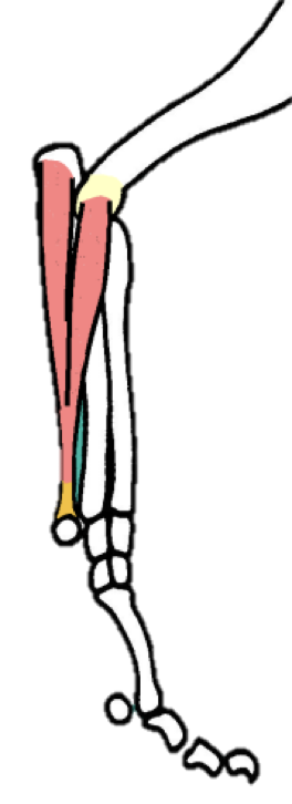 <p><strong>Origin -</strong> HAS 2 ORIGINS</p><ul><li><p>MEDIAL epicondyle&nbsp;</p></li><li><p>Olecranon process of ulna&nbsp;</p></li></ul><p></p><p><strong>Insertion -&nbsp;&nbsp;</strong>ACB</p><p></p><p><strong>Location -</strong> CAUDAL aspect of the antebrachium; crosses caudal aspect of carpus&nbsp;</p><p></p><p><strong>Function -</strong> in the name: flexor carpi = FLEX CARPUS&nbsp;</p><p></p><p><strong>Nerve supply -</strong> Median + Ulnar nerves&nbsp;</p><p></p>