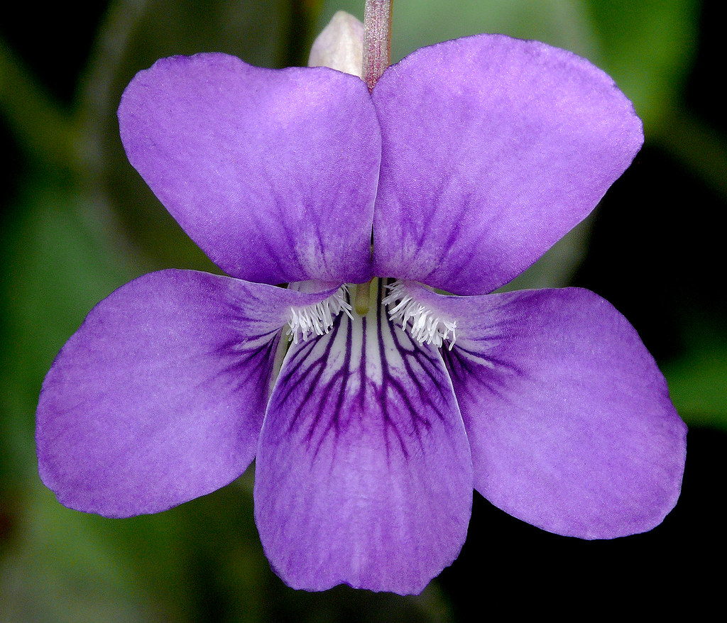 <p><span>Violaceae</span></p>