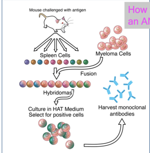 <p>mouse challenged with antigen → collect spleen cells → add myeloma cells → form hybridomas → culture in HAT medium, select for positive cells → harvest monoclonal antibodies</p>