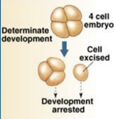 <p>protostome: cell fate</p>
