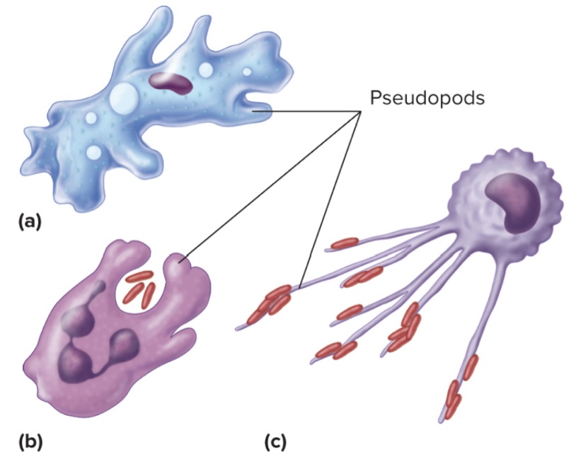 <p>Continuously changing extensions of a cell, vary in shape and size; can be used to move whole cell and capturing foreign particles</p>