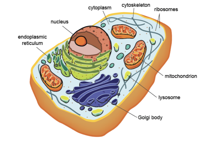 What are Eukaryotes