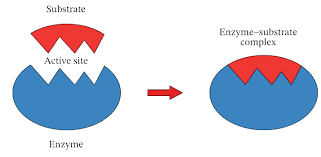 <p>What is&nbsp;<span style="background-color: transparent;"><strong><u><span>Substrate?</span></u></strong></span></p>