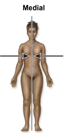 <p>midline of the body</p>