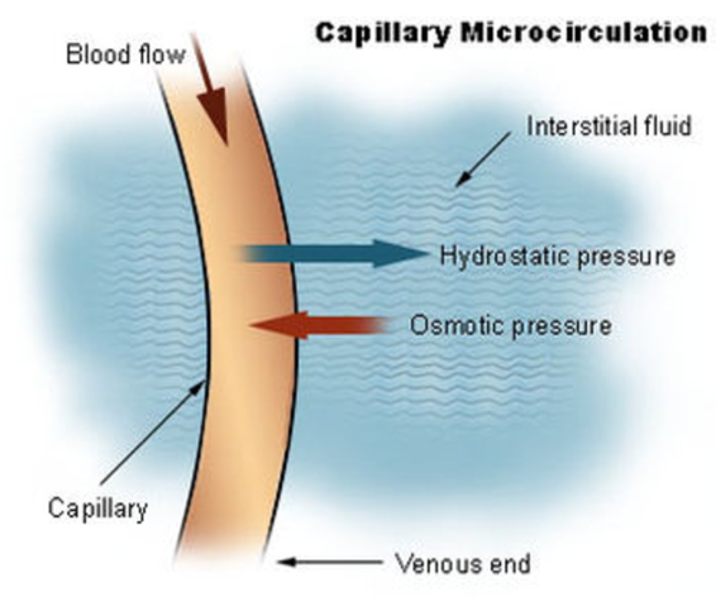 <p>pulls fluid back into the capillaries, fluid is drawn by solutes (proteins, other substance).</p>