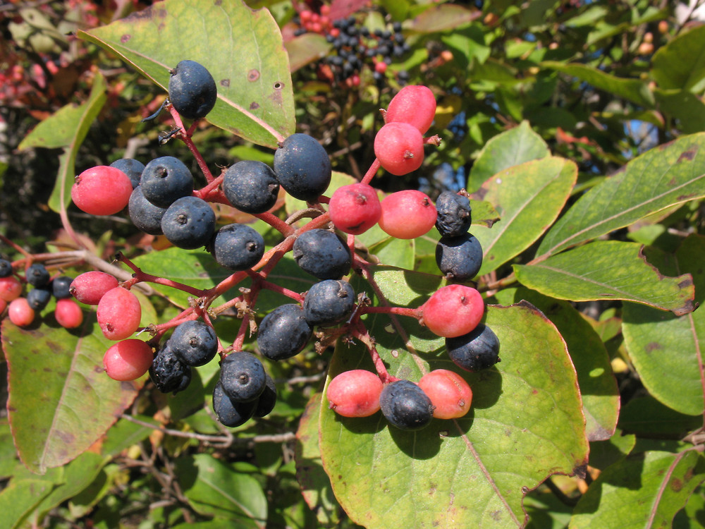 <p>Shrub to small tree, oppositely arranged, leaves scabrous texture, valvate terminal buds often fuzzy, fruits held in corymbs - colorful drupes, large white flowers with five petals held terminally </p>