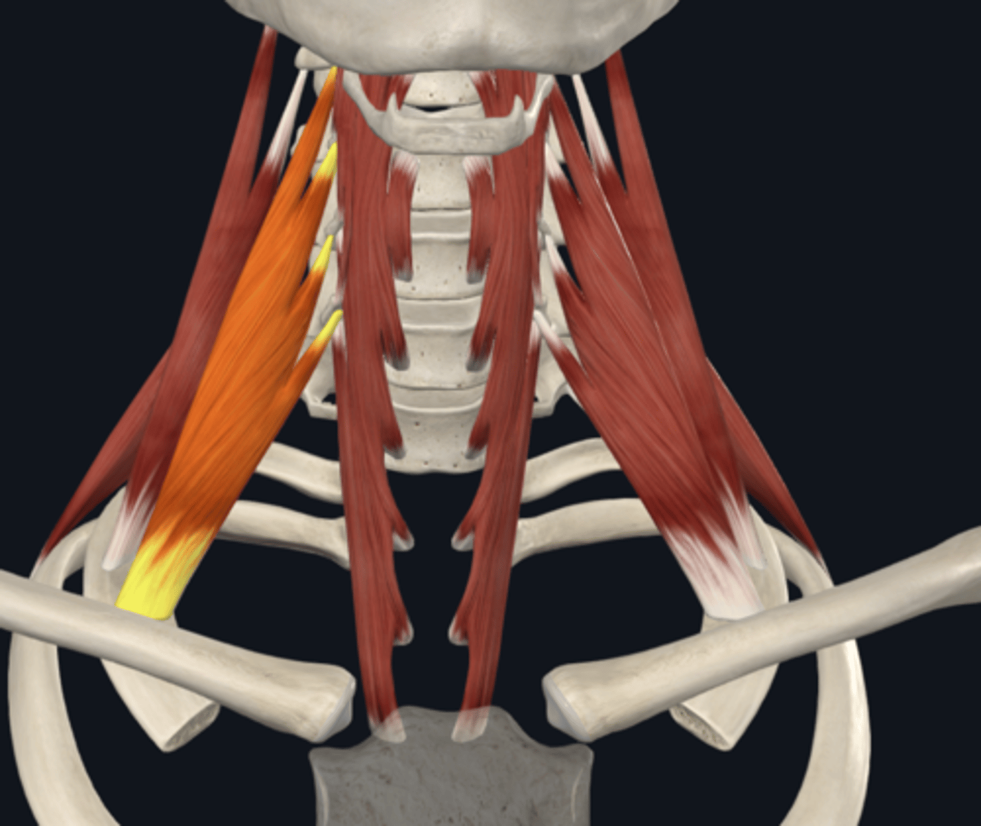 <p>What is the anterior scalene muscle Innervated by?</p>