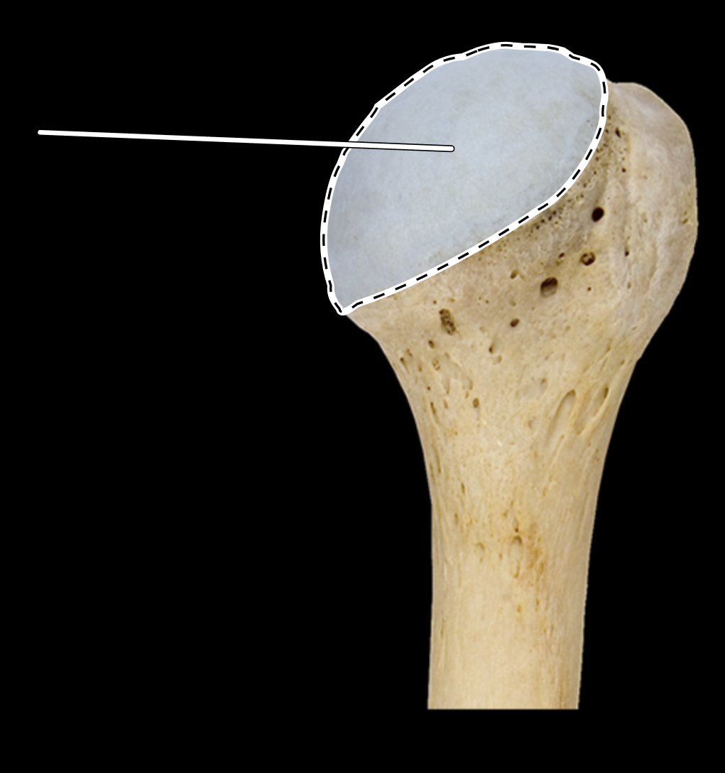 <p>Name the highlighted portion.</p><p>(Humerus, posterior view, right side).</p>