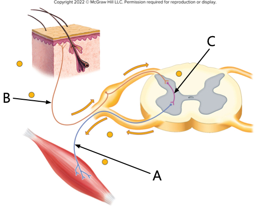 <p>which arrow is pointing to the interneuron?</p>