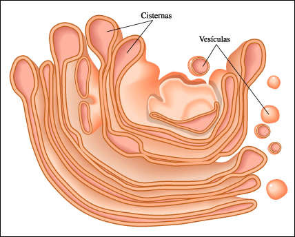 <p>An organelle in eukaryotic cells consisting of stacks of flat membranous sacs that modify, store, and route products of the endoplasmic reticulum.</p>