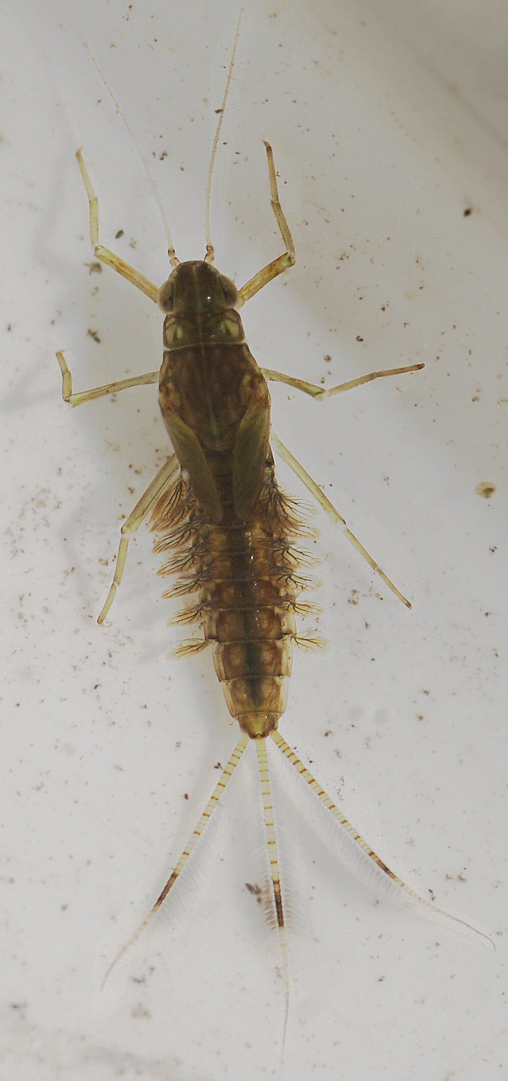 <p>Mayfly Larvae (describe it) (class 1)</p>