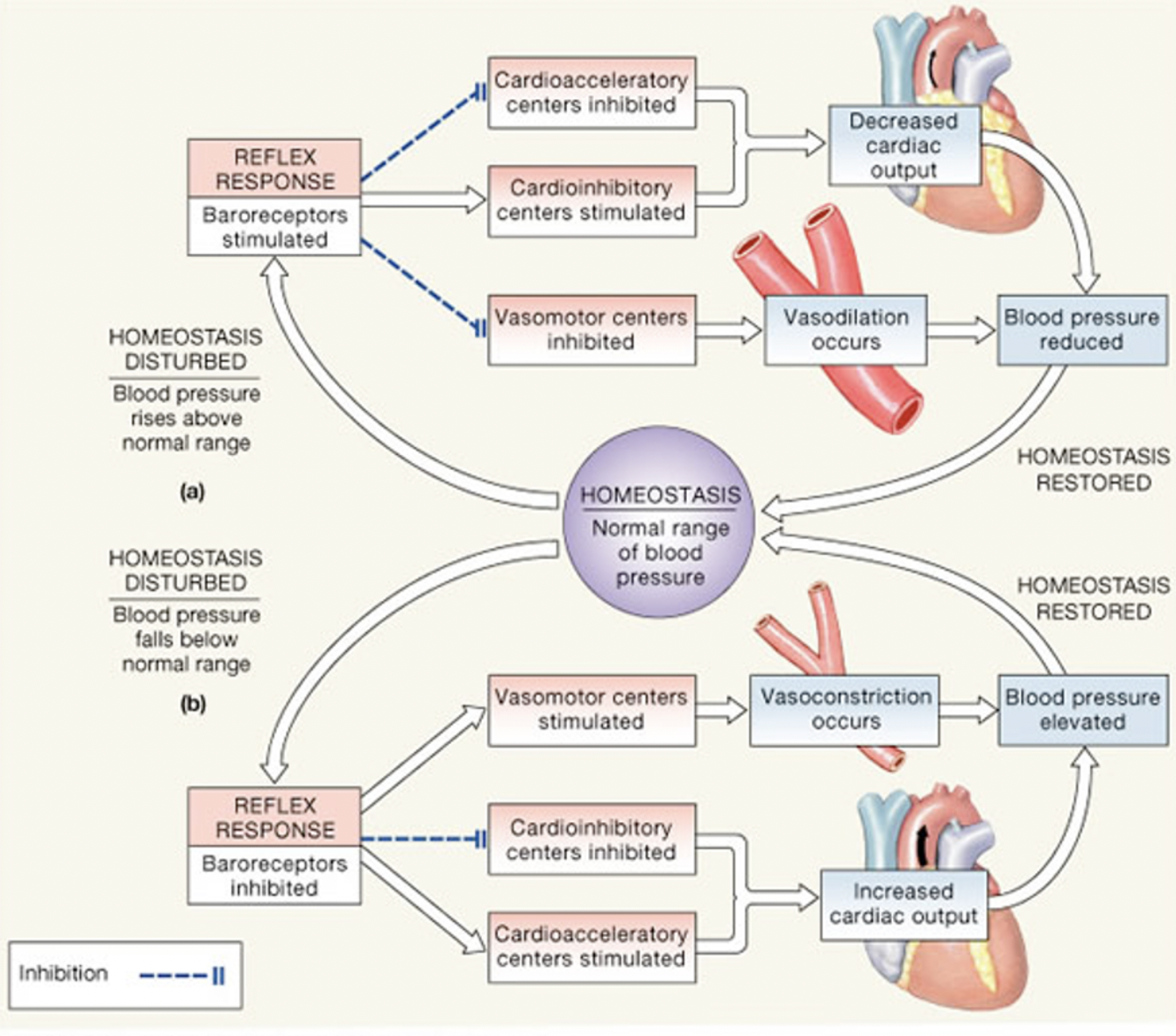 When do baroreceptors increase their action potentials?