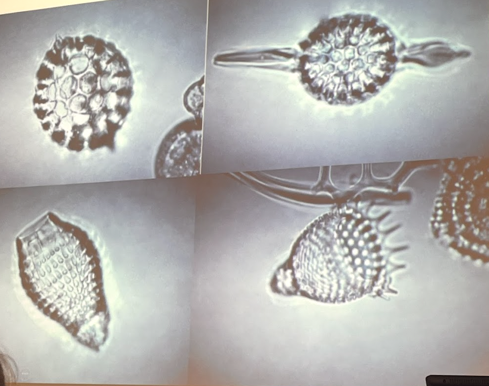 <p>What phylum and class are these organisms in?</p>