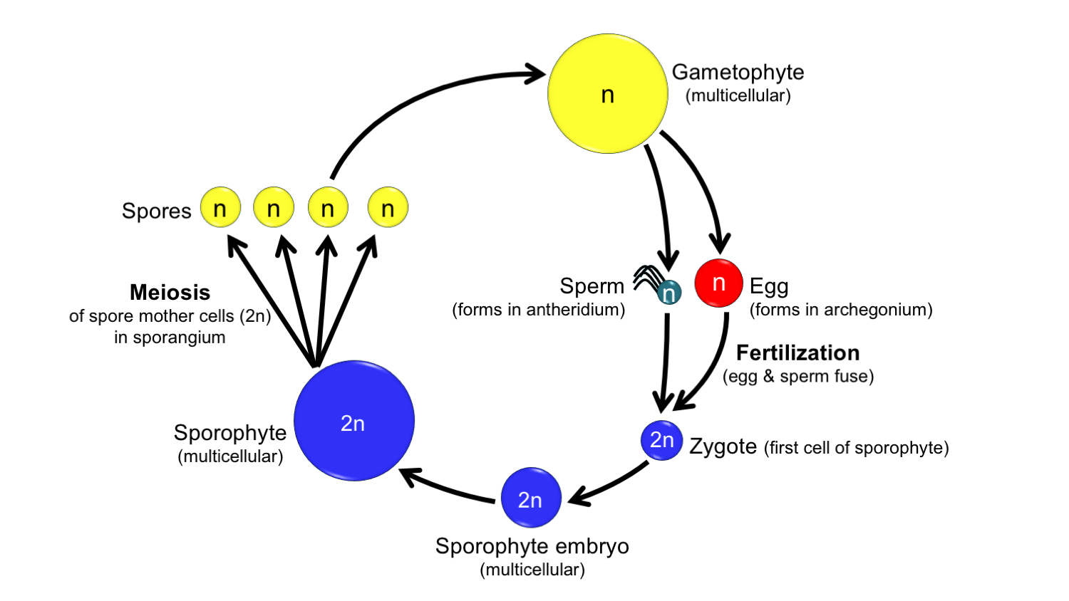 <p>type of lfie cycle </p><p>two key stages in life cycle: production of spores by MEIOSIS and gametes by MITOSIS </p><p>→ spores grow into sturcutres called gametophyte (n) </p>