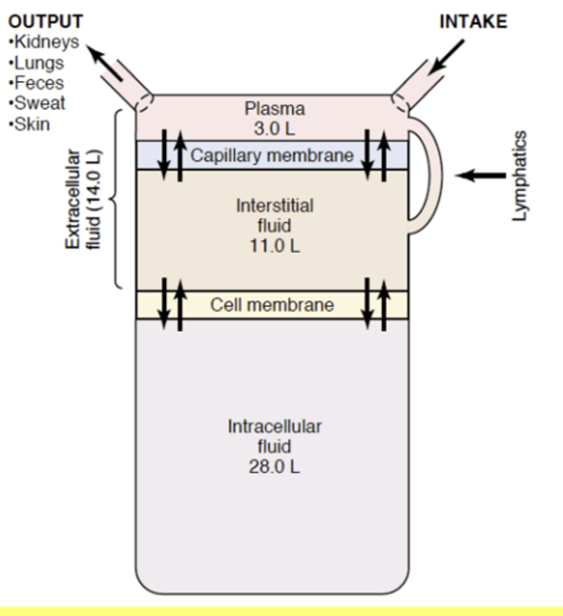 <p>Plasma</p><p>The interstitial fluid must then equilibrate with the plasma and then the intracellular fluid must equilibrate with the interstitial fluid</p>