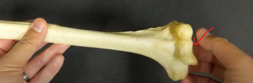 <p>*groove in the middle, hook like </p>