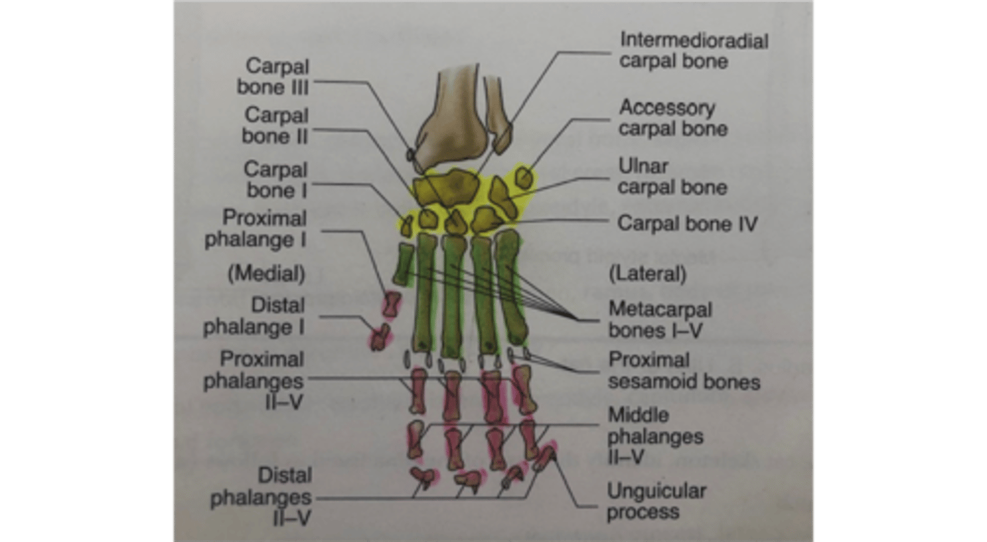 <p>Carpus</p>