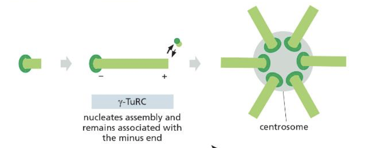 <p>nucleates them and protects the minus end</p>