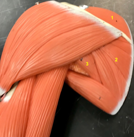 <p>What is the muscle indicated by the yellow 3? Function?</p>
