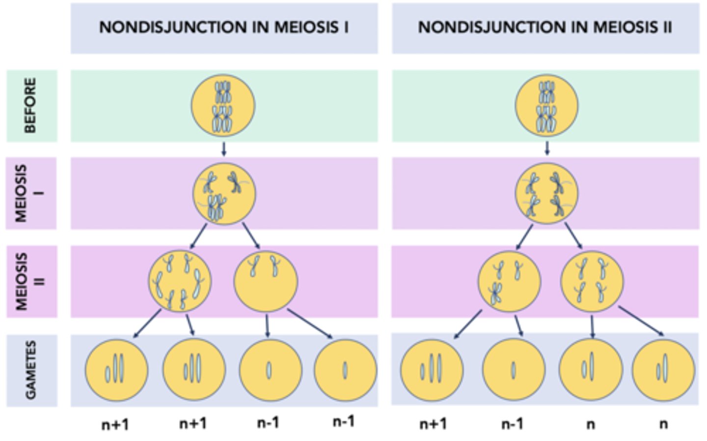 <p>Nondisjunction can occur during anaphase of mitosis, meiosis I, or meiosis II.</p>