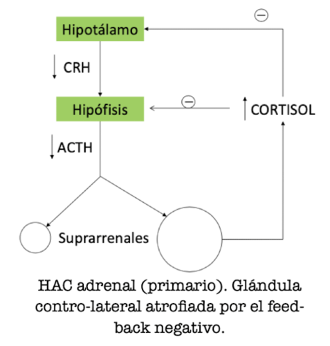 <p>HAC primario</p>
