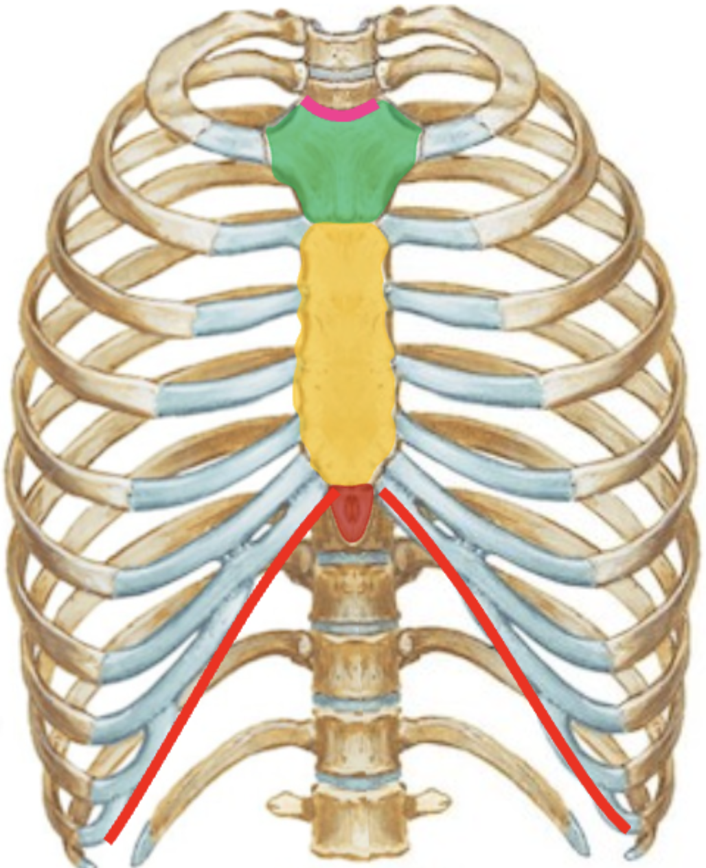 <p>Brystbenets skelet</p>