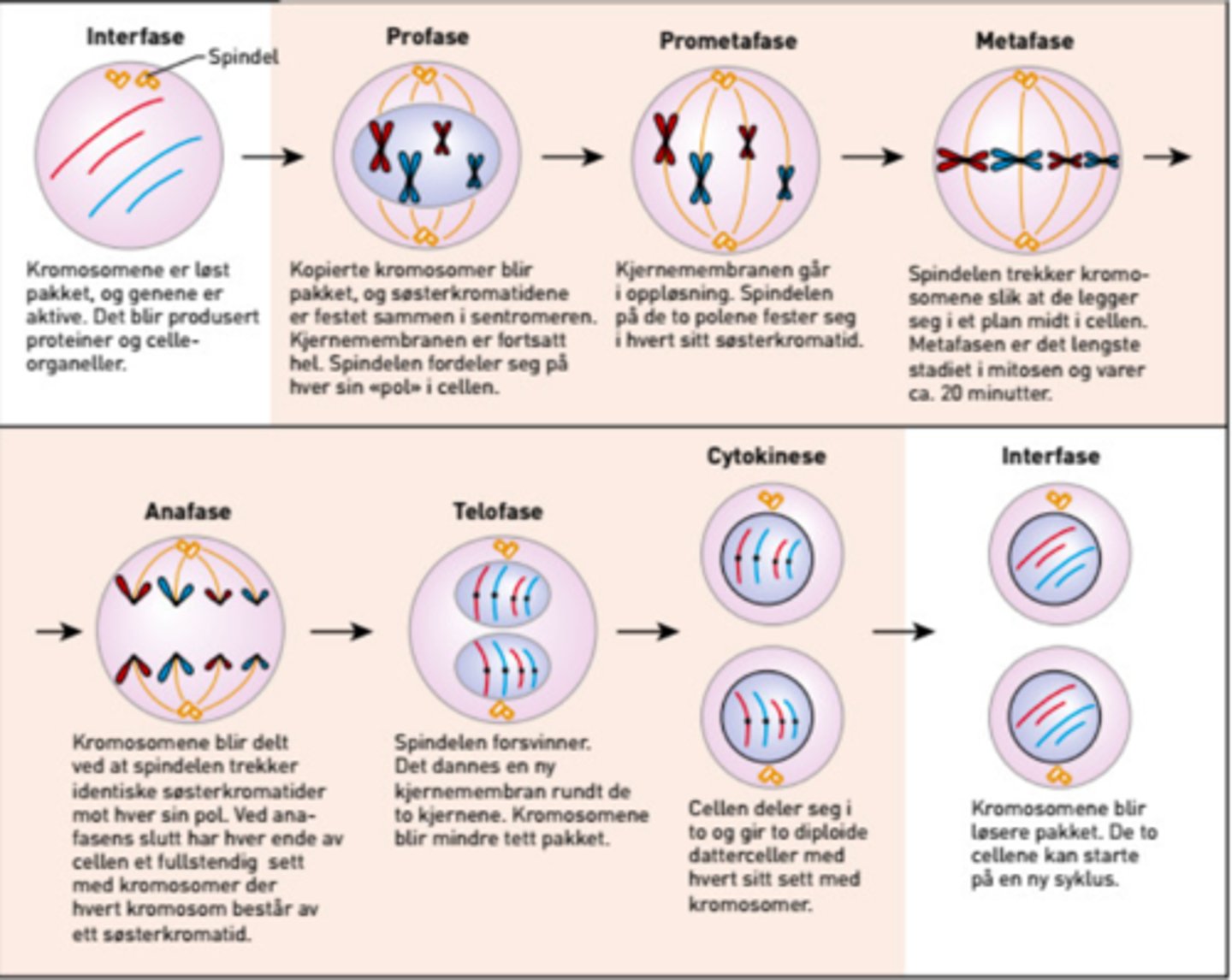 <p>En diploid morcelle deler seg og gir to identiske diploide datterceller. Fem faser: profase, prometafase, metafase, anafase og telofase. Deretter forekommer cytokinese.</p>