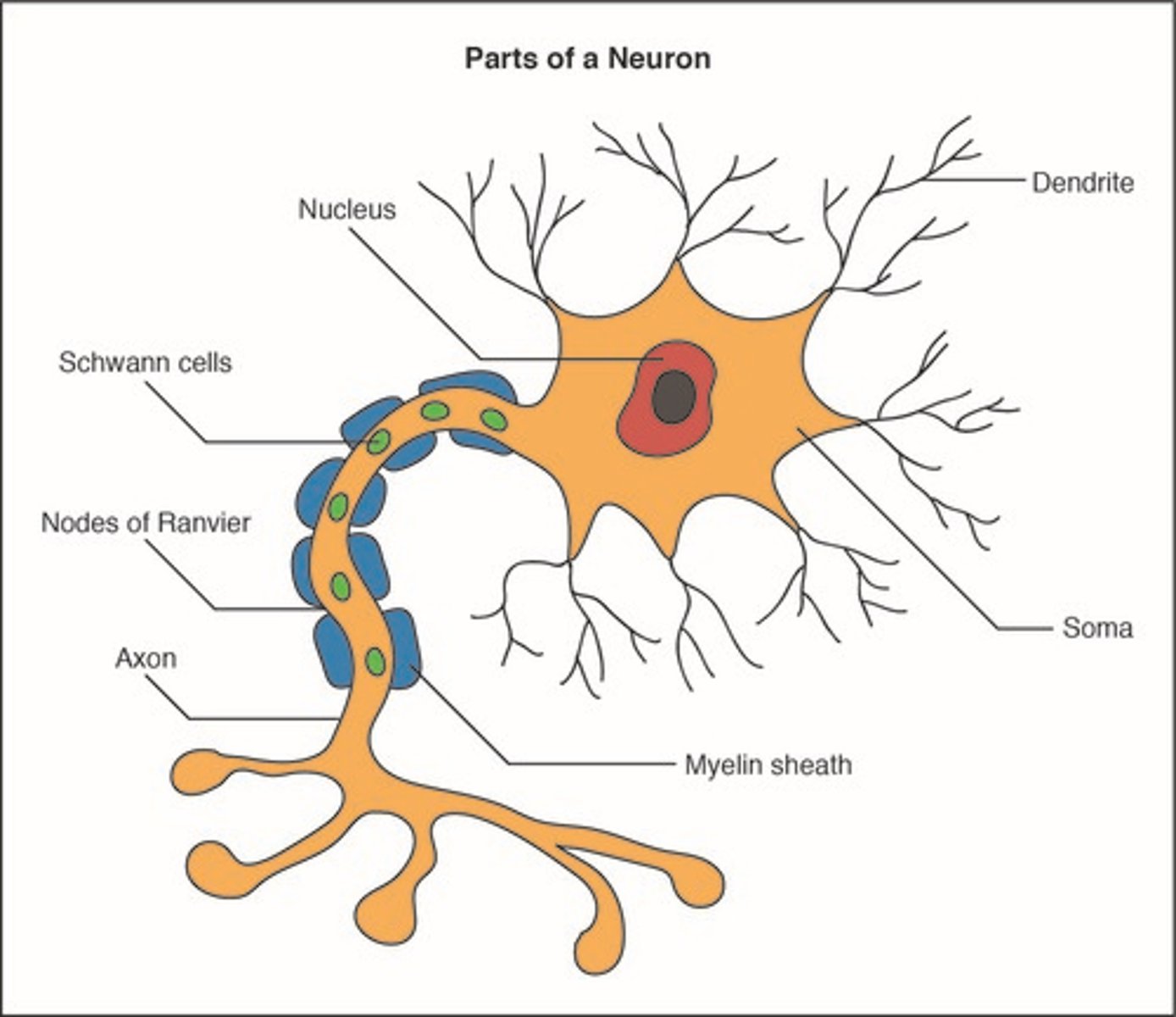 <p>Where is a nucleus located in a neuron?</p>