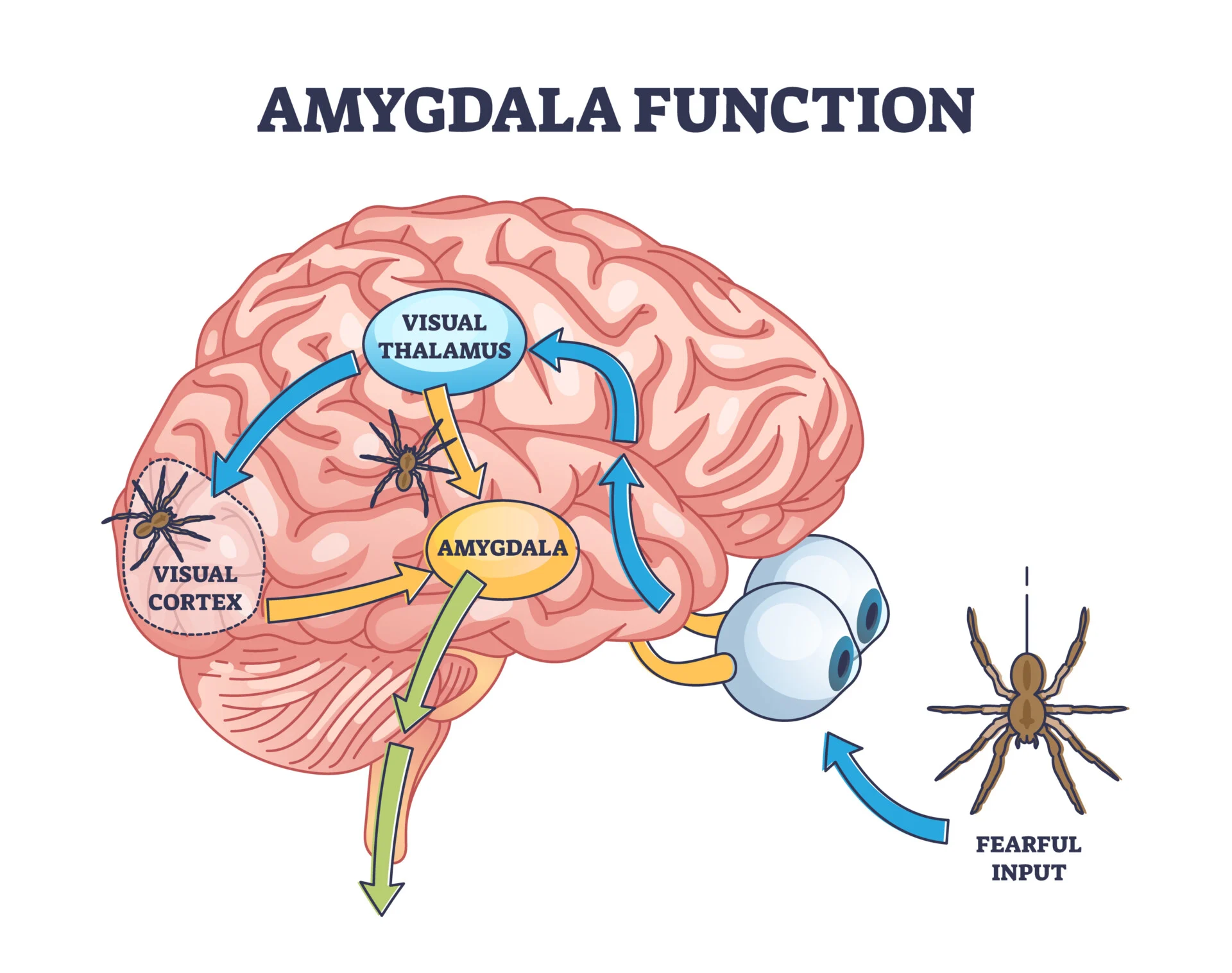 <p>structure in the limbic system involved in our experience of emotion and tying emotional meaning to our memories</p>
