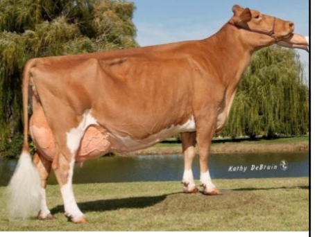 <p>DAIRY CATTLE BREEDS: what is the breed, origin, size, milk, and milk fat?</p>