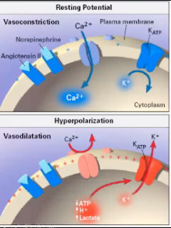 <ul><li><p><span>When Ca channel is activated K leaves the cell → interior of cell more negative , inside of cell hyperpolarized, makes L type Ca channel close, Ca can't get into the cell and can't cause cell to contract, can't get vasoconstrictive state, close Ca channel down and hyperpolarize the membrane</span></p></li></ul><p></p>