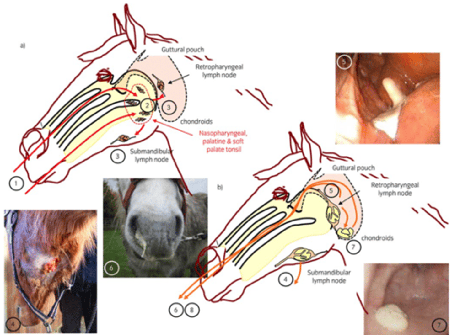 <p>Diagnosis: - Diagnosed Via Guttural pouch flush and qPCR for Sem Gene</p><p>Control: Quarantine for 21 days after last case, use of antibiotics can interfere with immune mediated response (horses don’t become immune). Flush out guttural Pouch</p>