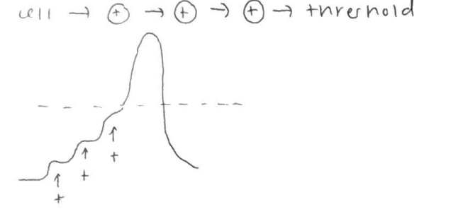 <p>temporal graded potentials</p>