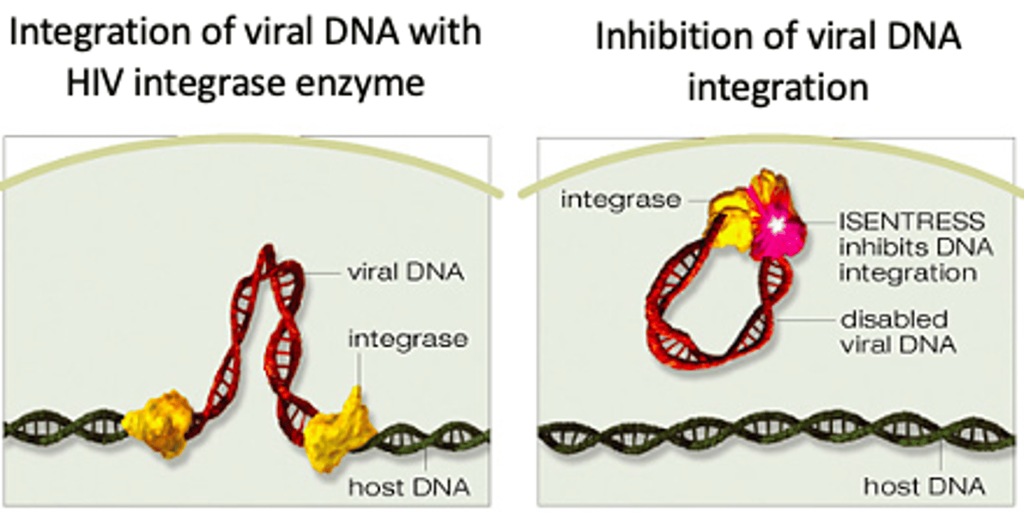 <p>Prevent HIV integrase from incorporating proviral DNA into human host cells, which inhibits the HIV-catalyzed strand transfer step. This step is essential in the viral lifecycle and has no human homolog, making it a specific and effective HIV drug target</p>