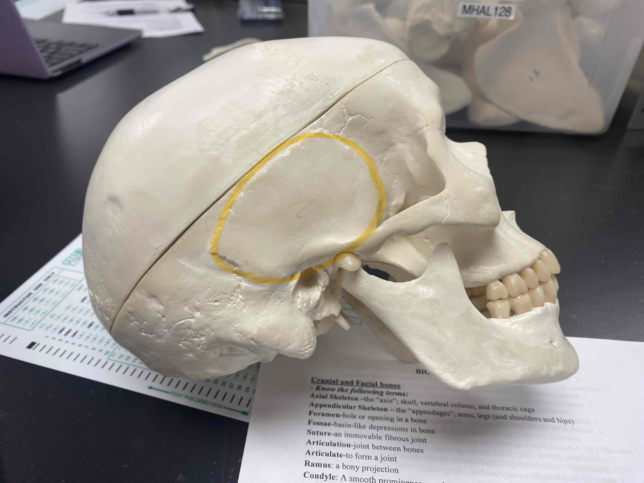 <p><span>name the bone</span></p>