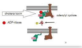 <p>Interferes with G protein hydrolysis </p><ul><li><p class="Paragraph WhiteSpaceCollapse SCXP86778501 BCX8" style="text-align: left;"><span><span>ADP-ribosylation of G</span></span><span style="line-height: 0px;"><span>α</span></span><span><span> prevents hydrolysis of GTP</span></span><span style="line-height: 0px;"><span></span></span></p></li><li><p class="Paragraph WhiteSpaceCollapse SCXP86778501 BCX8" style="text-align: left;"><span><span>Locks G-protein in an active state</span></span><span style="line-height: 0px;"><span></span></span></p></li><li><p class="Paragraph WhiteSpaceCollapse SCXP86778501 BCX8" style="text-align: left;"><span><span>Adenylyl cyclase remains activated</span></span><span style="line-height: 0px;"><span></span></span></p></li><li><p class="Paragraph WhiteSpaceCollapse SCXP86778501 BCX8" style="text-align: left;"><span><span>Increase in cAMP leads to loss of Cl</span></span><span style="background-color: inherit;"><span>-</span></span><span><span> and water into intestinal lumen </span></span><span style="line-height: 0px;"><span></span></span></p></li><li><p class="Paragraph WhiteSpaceCollapse SCXP86778501 BCX8" style="text-align: left;"><span><span>Severe watery diarrhoea > dehydration > death</span></span></p></li></ul><p></p>