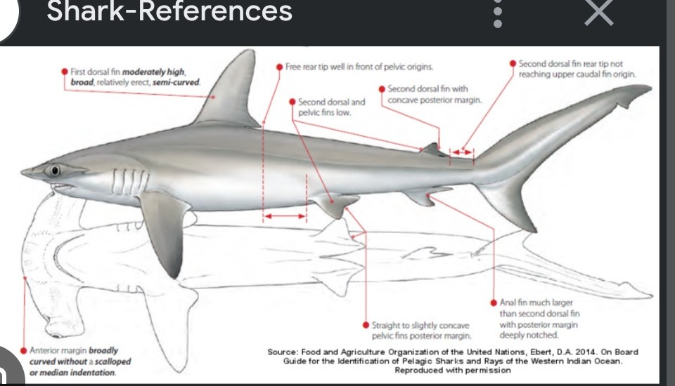 <p class="has-focus">Sphyrnidae family</p><p class="has-focus">Eats bony fishes, small sharks and rays, cephalopods, crustaceans</p><p>Gray with a flattened hammer-like head with a smooth un-notched leading edge without median indentation</p>