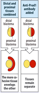 <p><span>Proximal and distal blastema cells may sort via</span></p><p style="text-align: left"><span>differential adhesion</span></p><p style="text-align: left"></p><p style="text-align: left"><span>Retinoic acid (RA) can proximalize a blastema</span></p><p style="text-align: left"><span>via Rarδ2, <em>meis </em>homeobox genes and/or</span></p><p style="text-align: left"><span>upregulation of a GPI linked protein <strong><u>prod1</u></strong>&nbsp;</span></p><p></p><p><span>What is the molecular/cellular basis of this positional value. This is not known for sure but there is an indication that differential adhesion is important. If a distal blastema (yellow)&nbsp; is combined with a proximal blastema (red) the proximal blastema will start to engulf the distal blastema as illustrated on the right.&nbsp; This can be interpreted as a sign the distal cells stick more tightly to one another and that the proximal cells stick more to the distal cells than to themselves.</span></p><p style="text-align: left"><span>Differential adhesive properties might also help to explain why distally transplanted cells do not mix with the proximal blastema cells that will form as a result of the intercalary regeneration which I mentioned before.</span></p><p style="text-align: left"></p><p style="text-align: left"><span>It is unclear how positional information is encoded in the blastema, but retinoic acid (RA, lower right) may be involved in settings these values. It has been found to be capable of resetting this positional value to a more proximal value. The effect of RA is dose dependent . The higher the level the more proximal structures will be regenerated.</span></p><p style="text-align: left"><span>The effect of RA is shown in the figure on the lower left. Here a hand was amputated and after amputation the blastema was treated with a high concentration of RA, this led to a proximalisation of the blastema and it went on the regenerate an entire limb at the level of the wrist.</span></p><p style="text-align: left"><span>RA works in a concentration dependent manner</span></p><p style="text-align: left"><span>Proximalisation by RA may occur via RARdelta2 and upregulation meis homeobox genes and/or prod 1. Prod1 is a gpi linked adhesion protein that is expressed at the highest level in the proximal regenerating blastema, and is induced by RA treatment. Prod1 may play a role in the differential adhesion we discussed. This was indicated by the experiment shown at the far right. Anti Prod 1antbodies could prevent the engulfment that is normally seen when proximal and distal blastemas are apposed.</span></p><p></p>