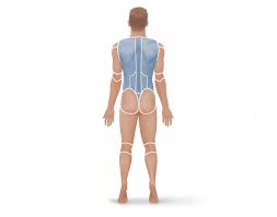<p>a position towards the back or spinal column of the body, or the upper surface of an animal or part</p>