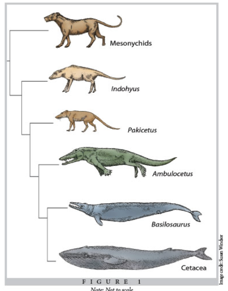 <p>genetic change that<strong> occurs over long time scales, resulting in large changes in heritable traits</strong> in a population;</p><p>changes<strong> large enough that we consider this population a unique taxonomic group</strong>, or species</p><ul><li><p>ex. evolution of whales from land-dwelling mammals to becoming fully aquatic</p></li></ul><p></p>
