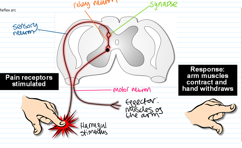 knowt flashcard image