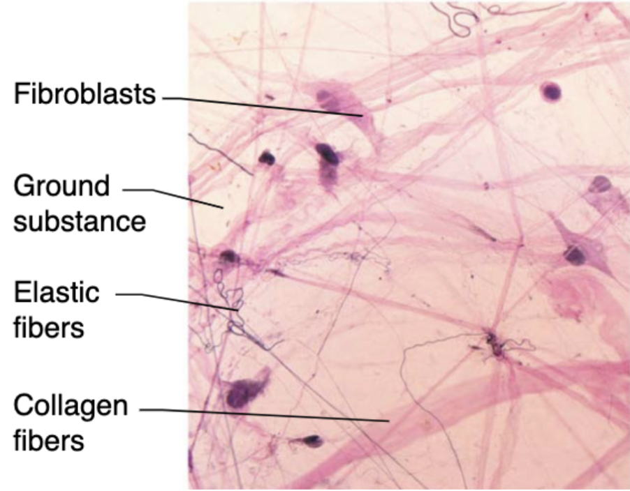 <p>CT located beneath many types of epithelium</p>